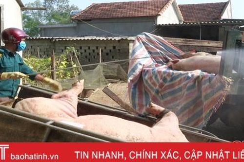 Thêm một xã ở Đức Thọ xuất hiện dịch tả lợn châu Phi