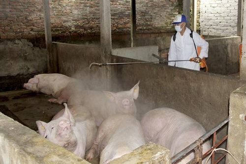 Nghệ An: Nhiều trại chăn nuôi bị xóa sổ đàn lợn do nhiễm dịch tả Châu phi
