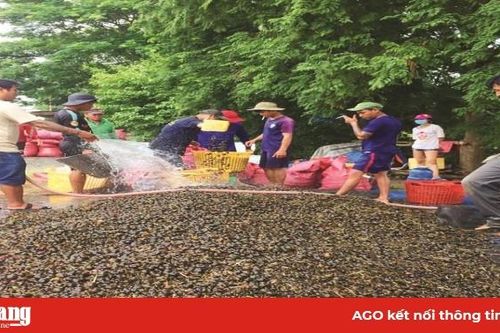 'Ăn theo' mùa nước nổi