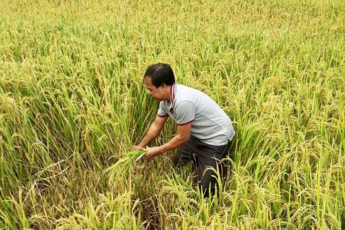 Liên kết sản xuất lúa chất lượng cao ở Xuân Lao
