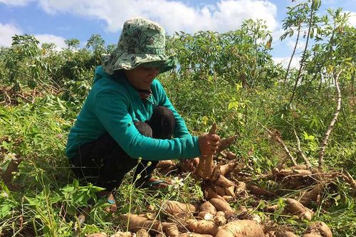 Đak Pơ: Mất mùa mì