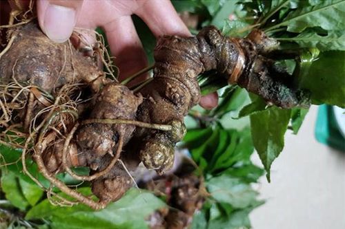 Phát triển nguồn dược liệu