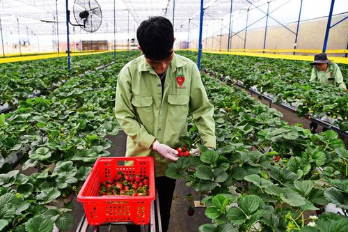 Rau, củ, quả tại các mô hình du lịch canh nông an toàn