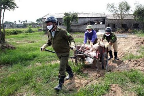 Kiểm soát môi trường trong tiêu hủy lợn