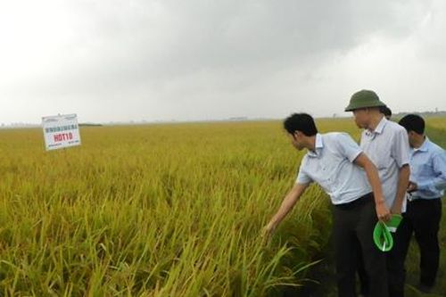 Hội nghị đầu bờ đánh giá mô hình giống lúa HDT10
