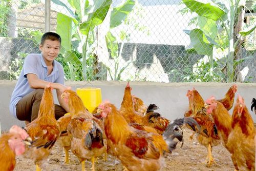 Phát triển chăn nuôi gà ta theo hướng an toàn sinh học