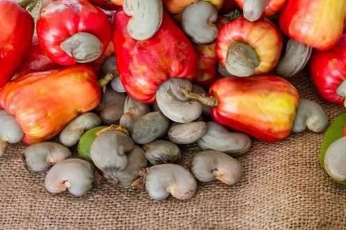 Nhu cầu tăng, thị trường hạt điều thế giới khá sôi động