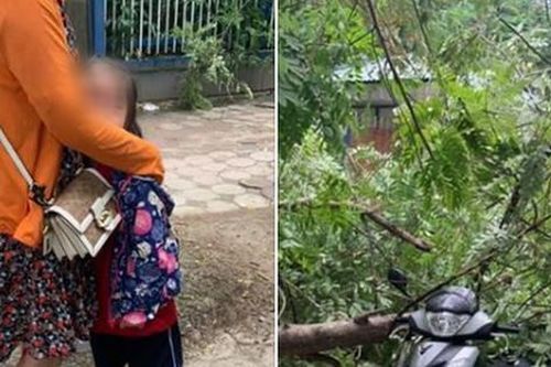 Hà Nội: Mẹ chở con gái đi học bất ngờ bị cành cây rớt xuống đè trúng xe, may mắn thoát chết