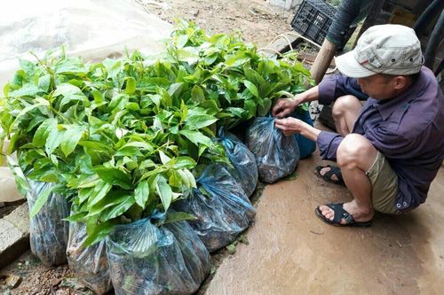Lạng Sơn: Chênh lệch giá cây giống cao hơn quy định hàng tỷ đồng