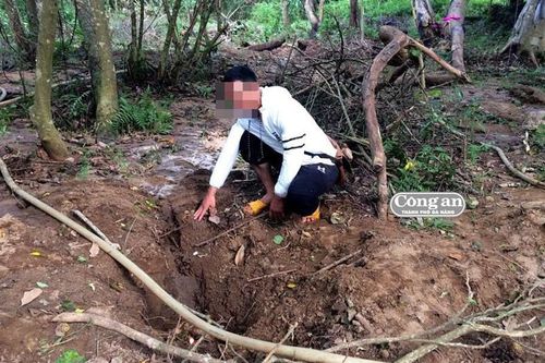 Có hay không chuyện đào được gỗ sưa tiền tỷ?