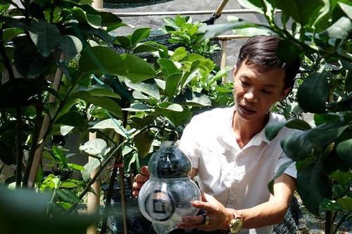 Lên non trồng bưởi hồ lô