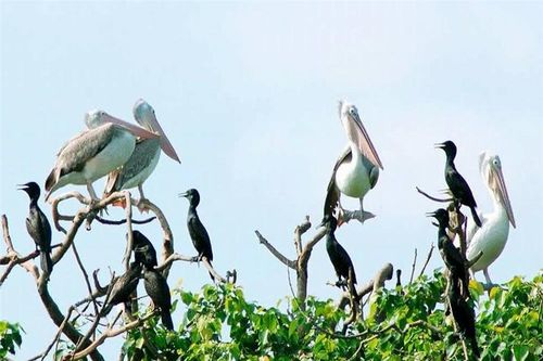 Khám phá Khu du lịch sinh thái vườn Chim Bạc Liêu