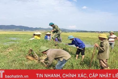 Hàng ngàn nông dân Hà Tĩnh kéo nhau ra đồng diệt chuột