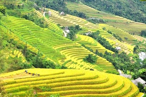 Lời mời gọi từ những bậc thang vàng