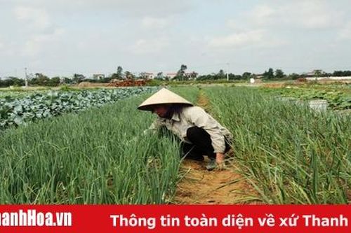 Toàn tỉnh gieo trồng được 21.580 ha cây vụ đông