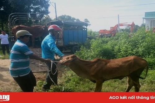 Trao 24 con bò cho hộ nghèo xã Ô Lâm
