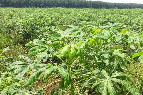 Huyện Định Quán có 346 ha nhiễm bệnh khảm lá mì