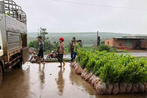 Nâng cao hiệu quả thu hồi đất và trồng rừng trên địa bàn Gia Lai