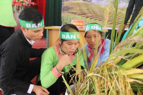 Xã Cốc San giành Giải Nhất Hội thi sản xuất giống lúa lai giỏi