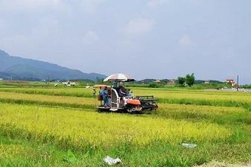 Thu hoạch lúa mùa, triển khai trồng cây vụ đông sớm