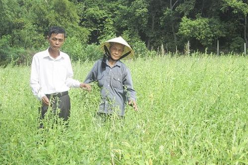 Phát triển diện tích cây mè trên đất cát trong mùa nắng nóng