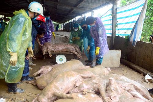 Yên Sơn hỗ trợ trên 8,7 tỷ đồng cho các hộ dân bị thiệt hại dịch tả lợn châu Phi