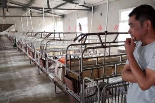 Thế giới Thế giới Trung Quốc tăng cường hỗ trợ cho nông dân thiệt hại nặng vì dịch ASF