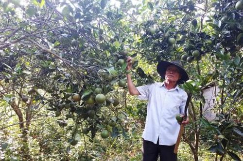 Kinh tế Nông nghiệp - Nông thôn Công bố nhãn hiệu tập thể 'Cam Nam Đông'