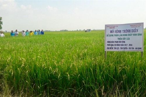 Vì sao chuyên gia khuyến cáo nên sử dụng FMP Ninh Bình khi vựa lúa lớn nhất cả nước không có lũ?