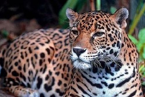 Nhiều động vật hoang dã tìm đến Quảng Trị trú ngụ