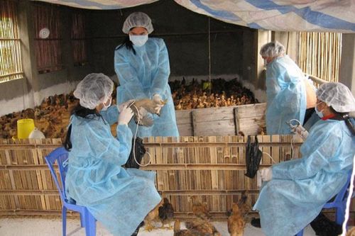 Chăn nuôi an toàn: 'Ngăn' dịch cúm gia cầm