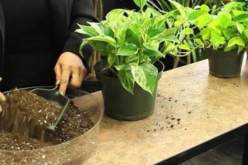 Chuyên gia hướng dẫn các cách đơn giản giảm nhanh, loại bỏ ô nhiễm không khí trong nhà