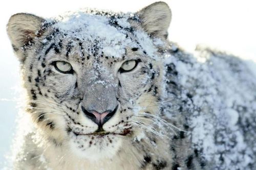 Những thước phim hiếm về bóng ma trên dãy Himalaya