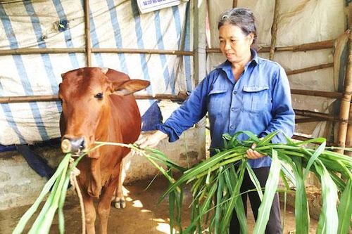 Hộ nghèo dân tộc thiểu số chiếm trên 55% tổng số hộ nghèo cả nước