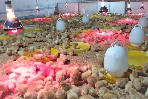 Việt Nam có giống gà lai Pháp chất lượng cao