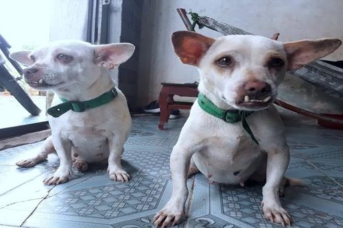 Cà Mau siết chặt quản lý chó để phòng bệnh dại