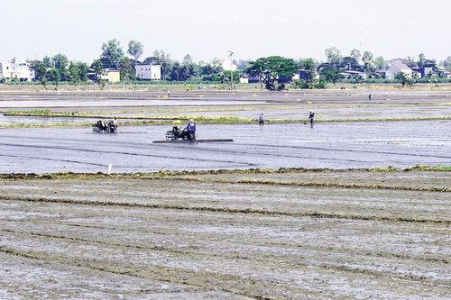 Chạy đua né hạn mặn