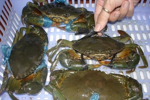 Cua biển sống xuất sang Trung Quốc giá trung bình 2USD/kg?