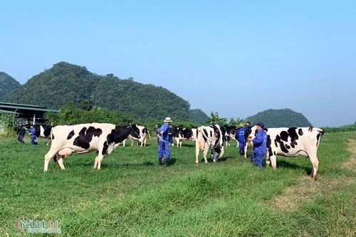 Chuyện lạ vùng cao, tiền tỷ lận lưng, lão nông dắt bò đi dạo quanh làng