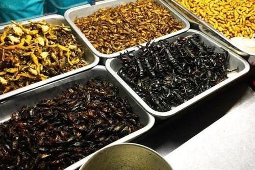 Bọ cạp đáng sợ bất ngờ đắt hàng, vợ chiều chồng vui