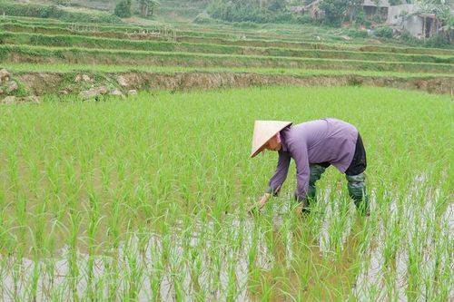 Tân Sơn: Thu hoạch vụ mùa đến đâu, trồng vụ đông đến đó
