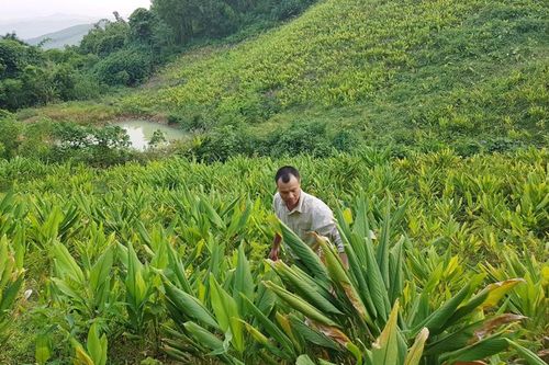Triển vọng từ trồng và sản xuất tinh bột nghệ