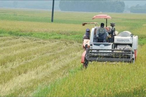 Kinh tế Nông nghiệp - Nông thôn Phú Lộc trồng lúa hữu cơ