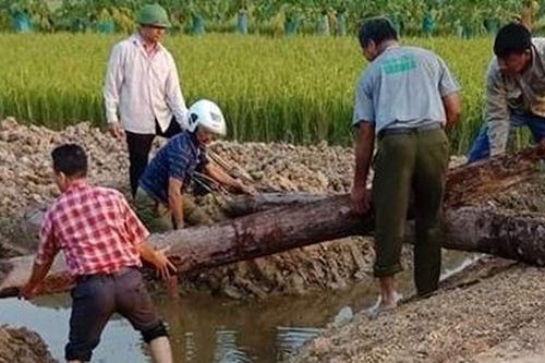 Phát hiện 2 cọc gỗ cổ nghìn năm tuổi bên sông Bạch Đằng