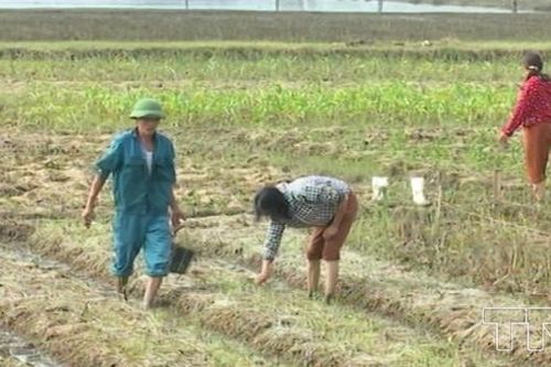 Hà Nội chuẩn bị gieo trồng 39.036ha cây vụ đông