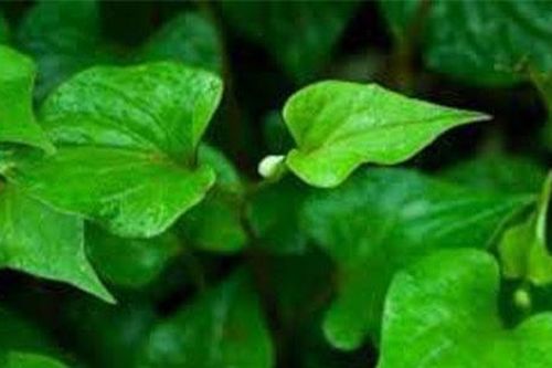 Ngư tinh thảo – Thảo dược quý nhưng không hiếm