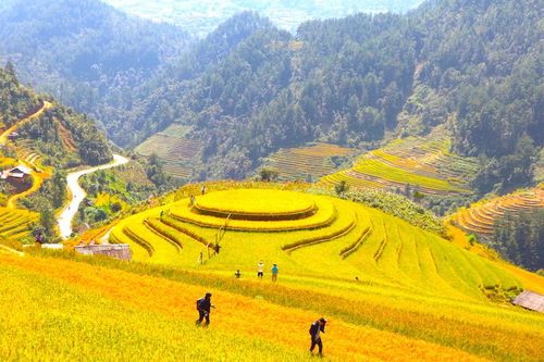 Báu vật Mù Căng Chải dưới góc nhìn thương hiệu