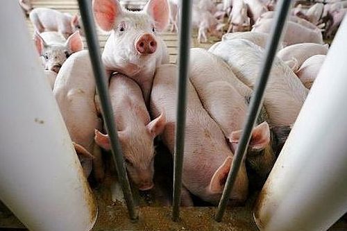 Các nhà sản xuất thịt lợn của Mỹ lạc quan tìm cơ hội tại cuộc đàm phán thương mại lần thứ 13 với Trung Quốc