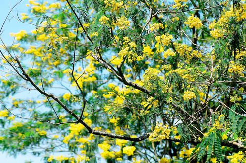 Ngày hội 'Hoa muồng vàng' 2019: Rực rỡ sắc màu