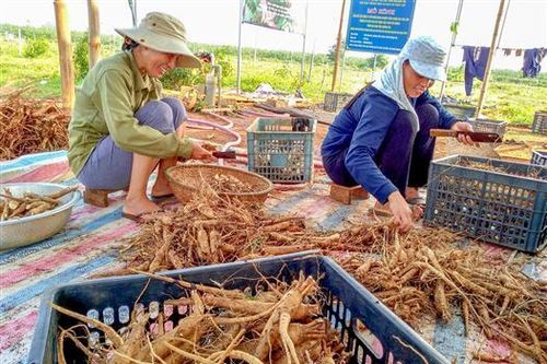 Sâm Bố Chính Gio An ước đạt sản lượng 12 tấn trong vụ đầu tiên